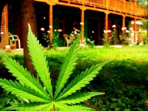 marijuana_leaf_at_veer_guest_house_manali_164703748