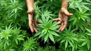 Colombia To Legalize Medical Marijuana - Change In Drug Policy