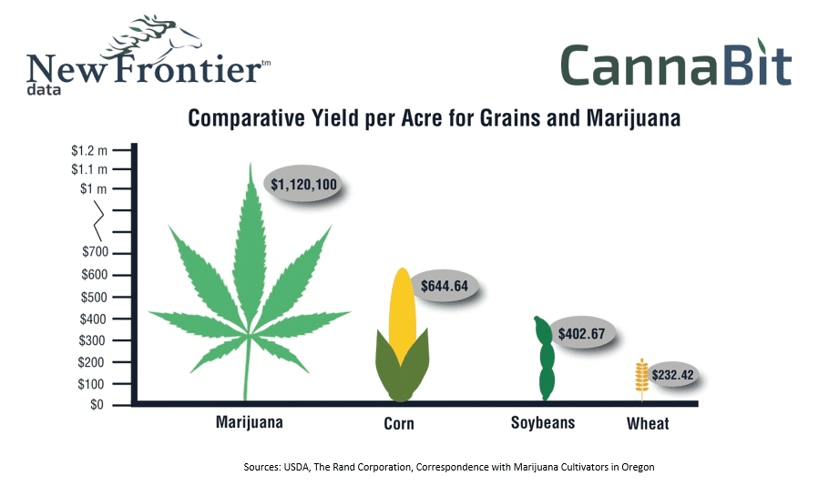 Comparative Yield Per Acre For Grains And Marijuana