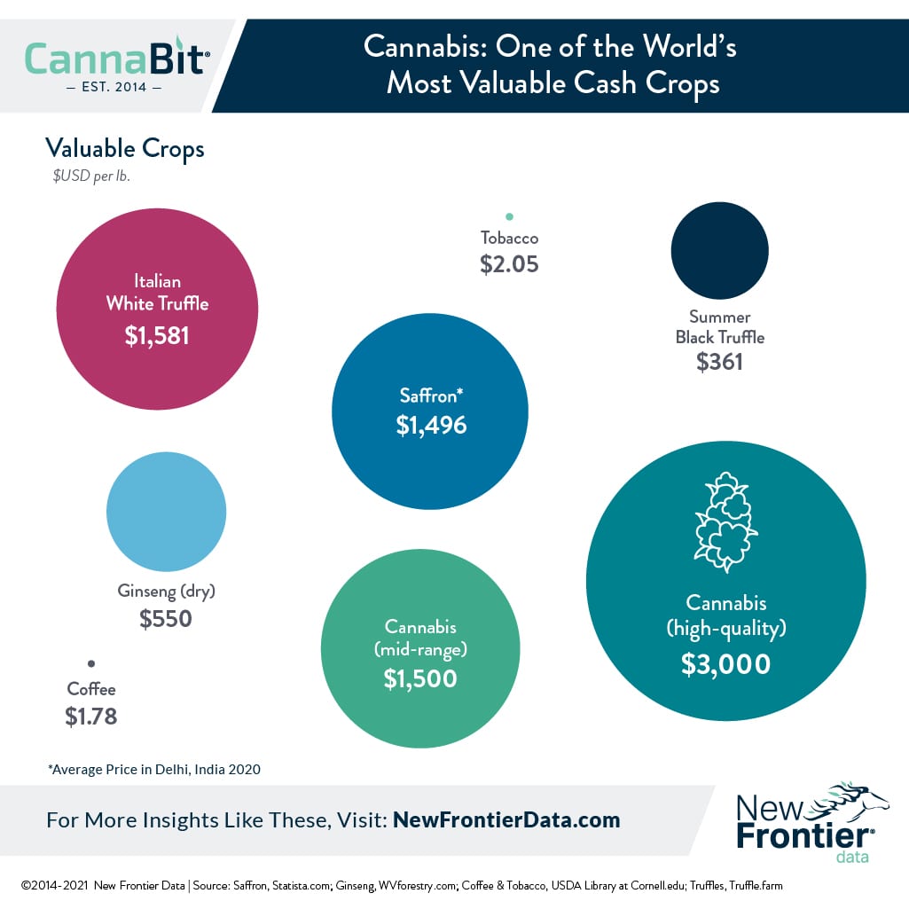 cannabis money crop