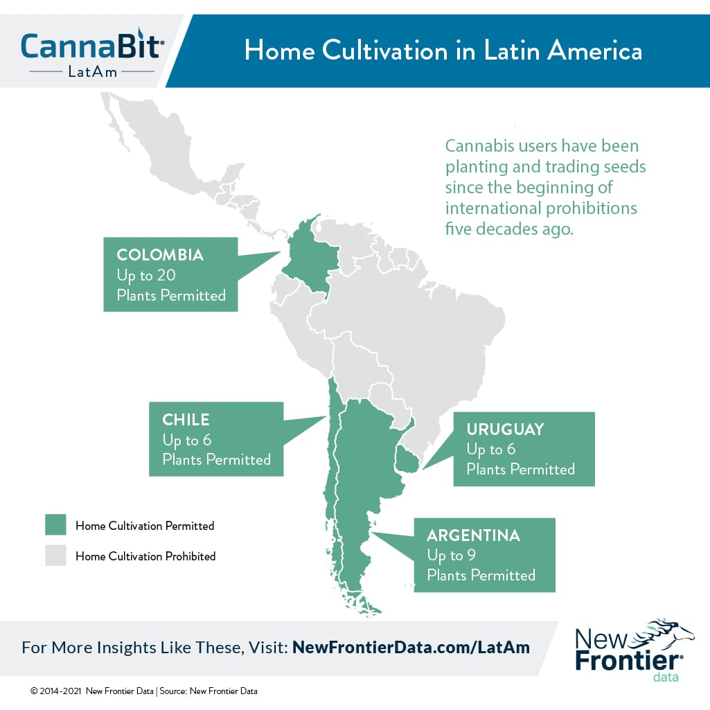 latin america cannabis grow