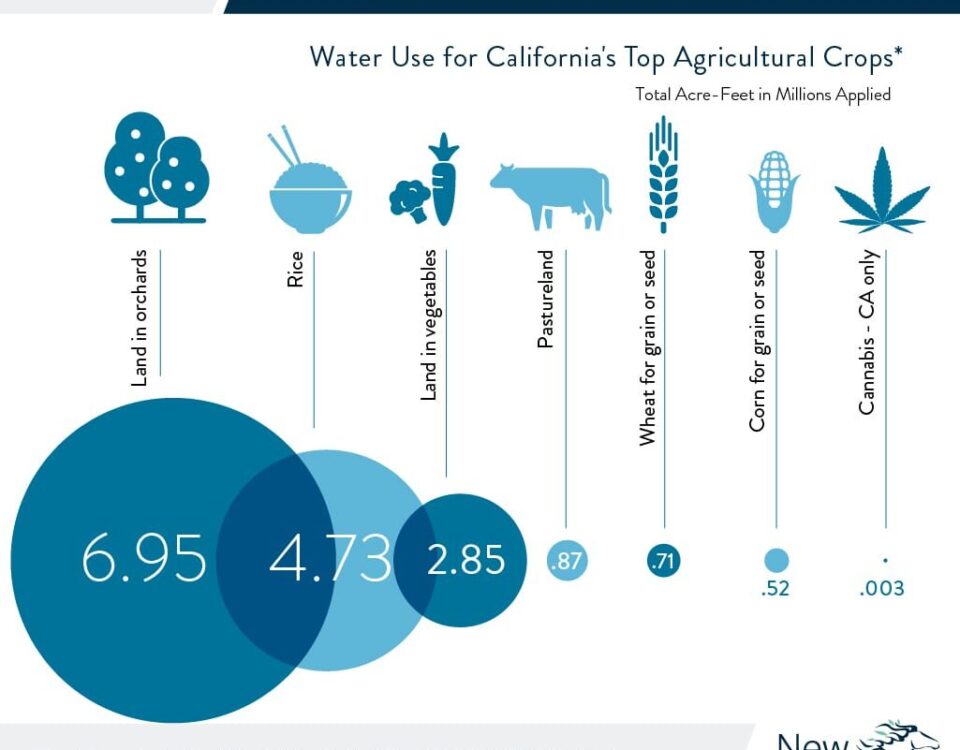 3 8 2021 Cannabit infographic blog mobile